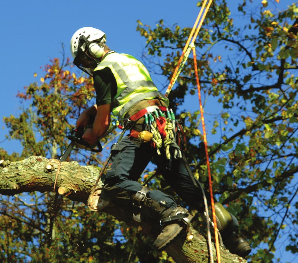Tree Wo rks Gavin Jones is an Arboricultural Association approved contractor for tree work offering a range of operations to current best practice and industry standards.