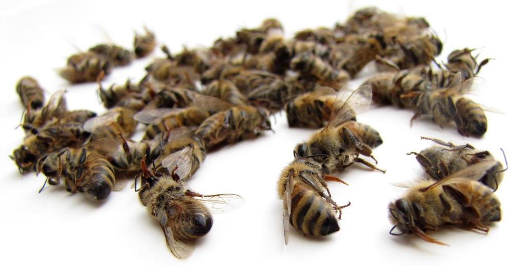 Pollinator Decline Pesticide exposure Increasingly prevalent pathogens
