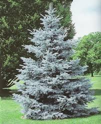 Conifer Transplants Colorado Blue Spruce Picea