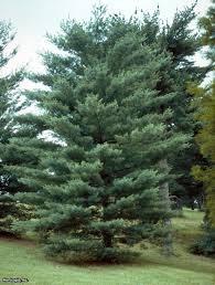 Christmas Tree/ Windbreak Eastern White Pine