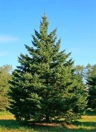 Christmas Tree/ Windbreak White Spruce Picea
