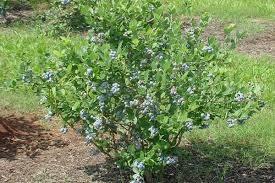 Wildlife/Edible High Bush Blueberry: Cinium
