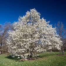 Wildlife/Wetland White Flowering Dogwood