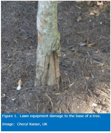 While other factors may also result in decline and dieback, the presence of wounds and/or outward signs of pathogens provides confirmation that wood decay is an underlying problem.