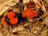 Velvet Ants ENTFACT-442: Velvet Ants By: Ric Bessin, Extension Entomologist University of Kentucky College of Agriculture One unusual insect that is occasionally seen running around open areas in the