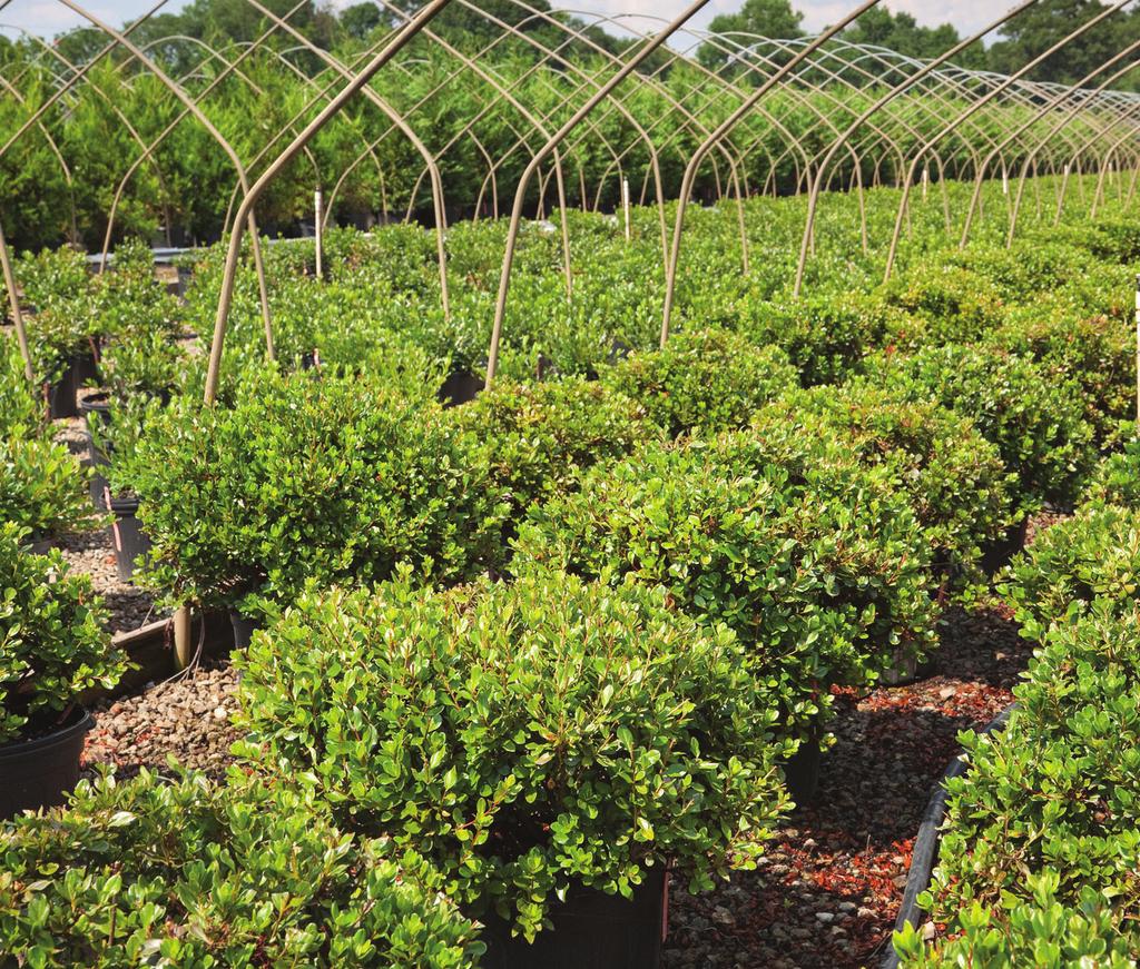 Stock Plants Cuttings can be taken from production plants, from plants being maintained as a cutting source, or from plants in a landscape planting.