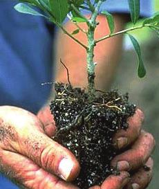 Plant Propagation Rooting hormones are best applied just prior to sticking cuttings into the propagation medium.