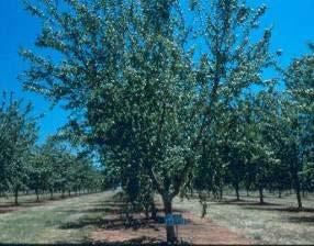 Tree spacing considerations No universal best spacing Soil / site vigor Cultivar vigor Rootstock Irrigation method