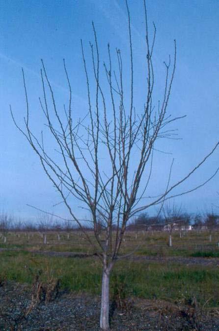 Before 2 nd dormant pruning: Thinning cuts to maintain an open center Select two or three