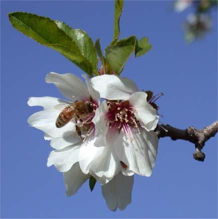 Almonds are self-sterile Require cross-pollination Unable to set a commercial crop with their own