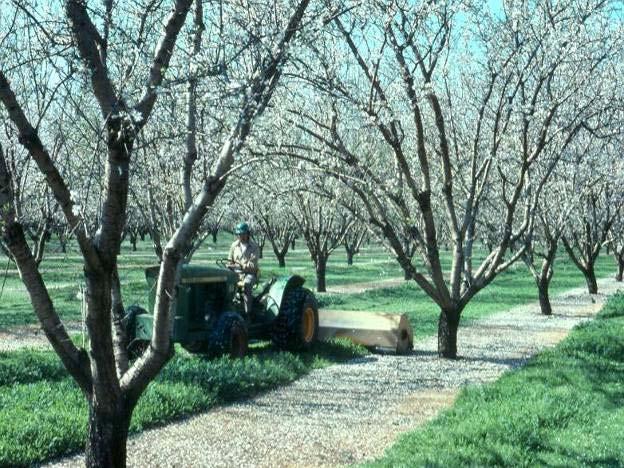 Non-tillage with strip weed control Improved orchard access year around Less compaction, faster and less expensive than