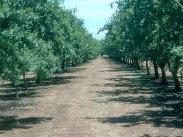 drying Helps preserve nut quality