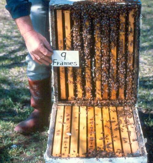 Honey bee pollination Move hives in before 10% bloom on earliest
