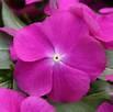 VINCA Cobra Orchid Eye NEW(10-12")compact mounded well branched,large flowers VINCA Cobra Passion Fruit (10-12")compact mounded well branched,large flowers VINCA Cobra Purple Eye (10-12")compact
