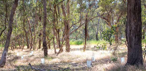 Protecting and enhancing remnant native vegetation A guide to help you identify and care for remnant vegetation on your property Revegetation using planted seedlings in a public reserve that has an
