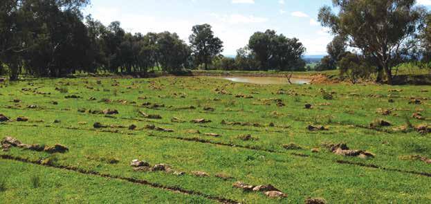 Reducing competition from weeds Weed spraying and/or crash grazing will be needed at many sites to reduce competition from introduced grasses and weeds for new seedlings and seeding.