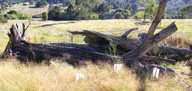 Enhancing your revegetation site for wildlife Including fallen timber and logs within your remnant is a great way to increase habitat: Move timber into the site from areas where it may be in the way