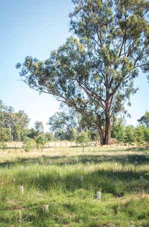 Paddock trees Single trees or groups of paddock trees are usually isolated trees within typical grazing or cropping paddocks.