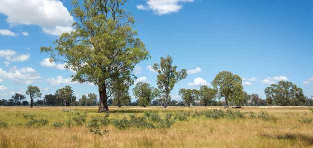 Productivity benefits Trees within paddocks offer shade to stock. Native bush adjoining paddocks, offers shade and shelter from wind and wind-driven rain to stock, pastures and crops.