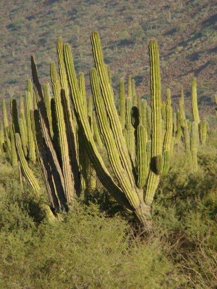 North American Columnars The most iconic of all cacti are the columnar plants that inhabit the arid regions of sub-tropical North America.