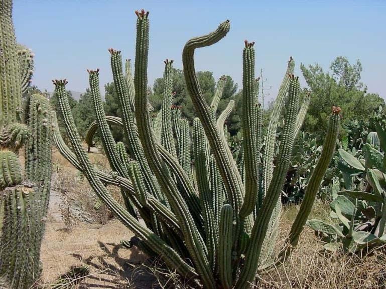 They are the giants of the North American deserts, growing to well over 60 feet tall and with many stems until they are monster plants weighing in the several tons.