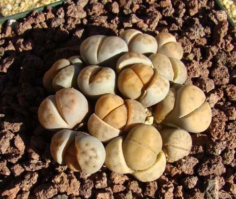 Lithops Buck Hemenway Living Stones are among nature s most interesting mimicry living things.