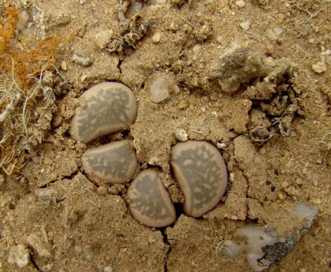 The main populations of Lithops occur in northwestern South Africa and southwestern Namibia in an area known as Namaqualand.