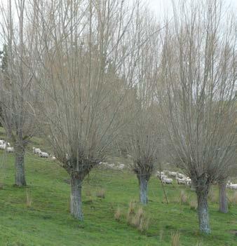 If done every three to four years, pollarding produces a significant quantity of nutritious fodder for livestock. Once pollarded, the tree grows multiple new branches.