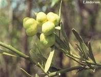 For a unique fruit tree that requires very little maintenance it s hard to go past the Australian Desert Lime. We re excited to have received a large supply of these hardy, grafted, outback limes.