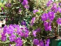Tibouchinas have been popular in Brisbane gardens for years due to their hardiness and abundant purple flowering for much of the year.