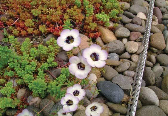 Flowers: Gilia tricolor next to perforated metal edging at roof drain Sedum grows into a carpet Irrigation An overhead spray irrigation system of schedule 40 PVC piping was installed for plant