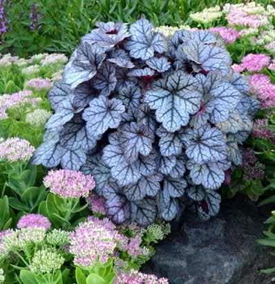 Heuchera Glitter ALL A FLUTTER WITH EXTRA COLOUR New Gaura Passionate Rainbow Petite will be welcomed by gardeners who love the frothy mass of butterfly flowers gauras are known for, but want
