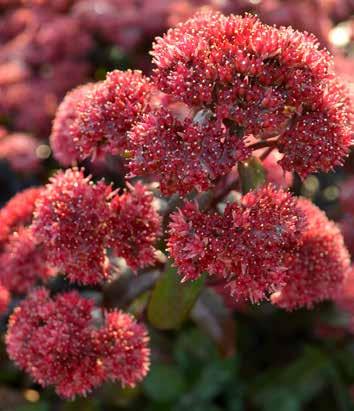 Sedum Desert Red SUPER SEDUMS Fabulous in hot dry coastal conditions or ordinary garden soil, sedums are among our most striking low maintenance perennials, loved both for their colour and bold