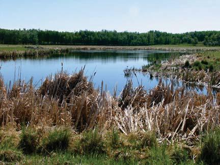 Wetland Compensation Plan Under the Alberta Water Act and the associated Interim Wetland Management in the Settled Area of Alberta - An Interim Policy (1993) Provincial Wetland