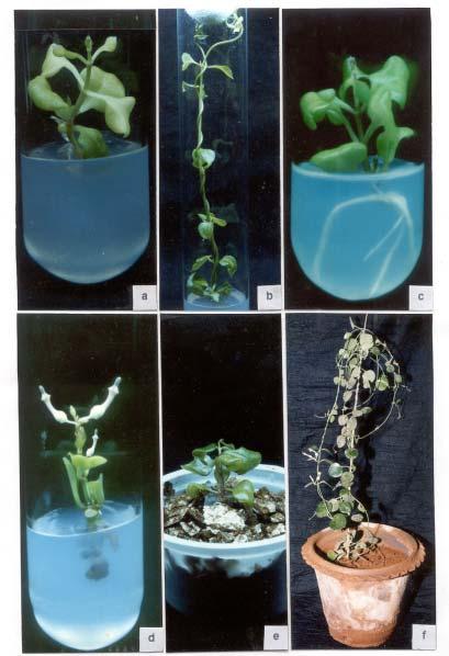 108 TAIWANIA Vol. 48, No. 2 Fig. a. Shoot initiation from nodal explant of Ceropegia bulbosa var. bulbosa. b. High frequency of multiple shoot formation.