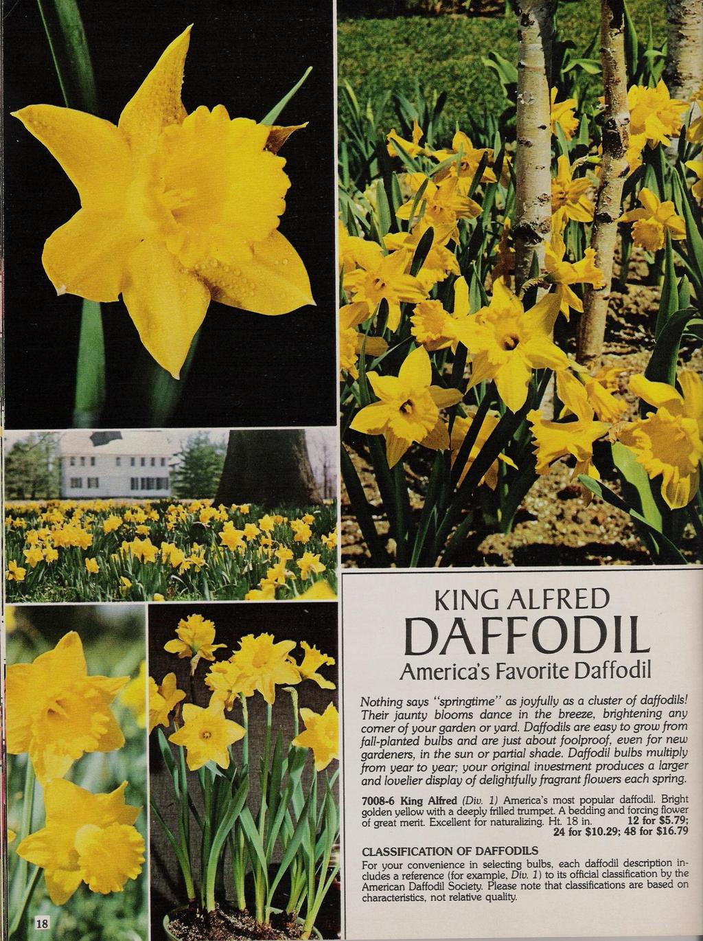 KING ALFRED DAFFODIL Americas Favorite Daffodil Nothing says "springtime" as joyfully as a cluster of daffodils! Their jaunty blooms dance in the breeze, brightening any corner of your garden or yard.