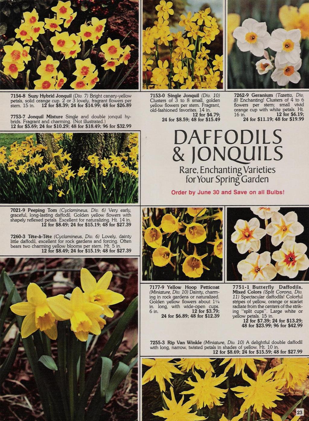 7154-8 Suzy Hybrid Jonquil (Diu. 7) Bright canary-yellow petals, solid orange cup. 2 or 3 lovely, fragrant flowers per stem. 15 in. 12 for $8.39; 24 for $14.99; 48 for $26.