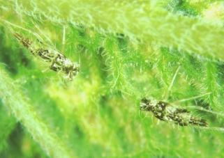 Leafhopper The main leafhopper species damaging herbs has been confirmed as Eupteryx melissae, the chrysanthemum leafhopper, often known by growers as the sage leafhopper.