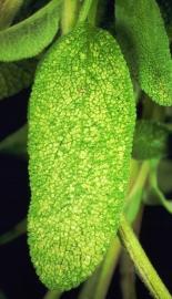 They are very active and hop from the plants when disturbed. The eggs are laid in the leaf veins and petioles and are not easily detected even under a microscope.