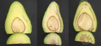 However, the fruit never develops the severe symptoms associated with orchard freeze damage (Fig. 2).