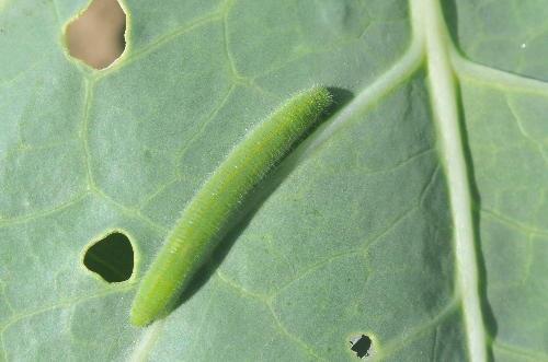 PESTS Cabbage Worms This is the time of year we normally start seeing damage from cabbage worms.