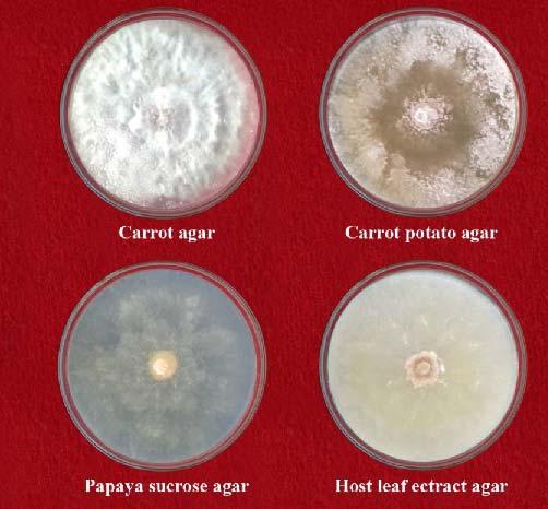 RESULTS AND DISCUSSION The radial growth of the pathogen Phytophthora colocasiae on different media was recorded 7 days after inoculation and the results are presented in Table.