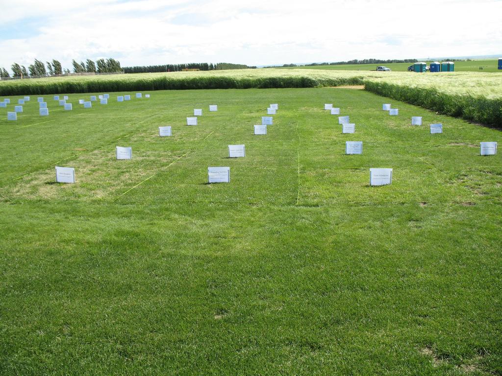 Results and Discussion In the establishment year, the rating 28 days after seeding revealed that NaturePro Turf, Nuttall s Alkali Grass, and Violet Wheatgrass established more quickly than did the