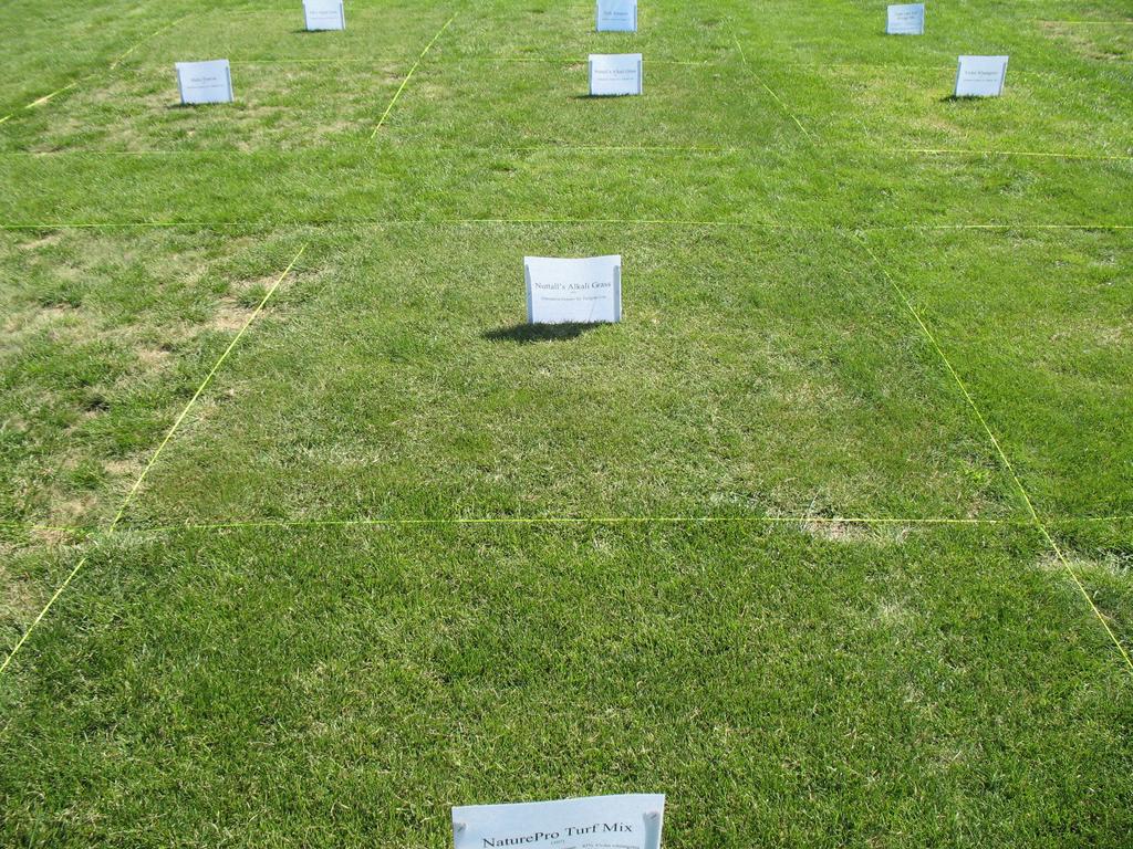 Picture showing Nuttall s alkaligrass In August it was determined that Early Bluegrass, Alkali bluegrass, Idaho fescue and Violet wheatgrass had reduced area cover and it was obvious that these