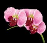 Speakers will conduct workshops on the most common orchids available