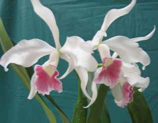 The Sunrise Orchid Society Presents Its: Annual Orchid Auction WHEN: MARCH 19, 2013 PREVIEW: 6:45 PM AUCTION: 7:00 PM PROMPT WHERE: SUNRISE SENIOR CENTER 10650 W.