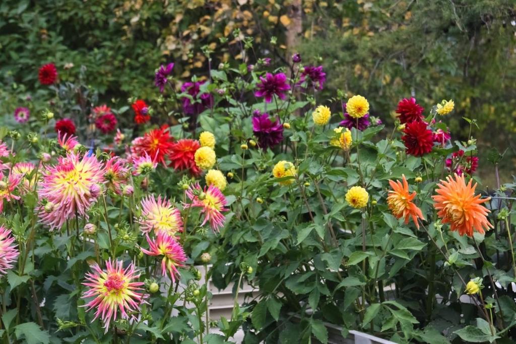Home dahlia display garden What's so neat about dahlias with so many varieties to