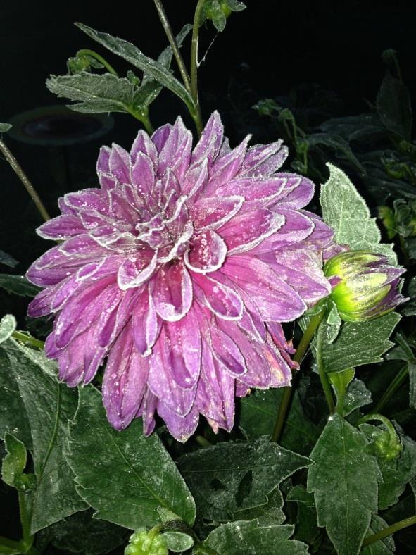 BONUS: When to dig up for the winter: Here in Alaska we must dig up our dahlia tubers every fall since our winters are to cold for them to survive. However the dahlia plant must freeze completely.