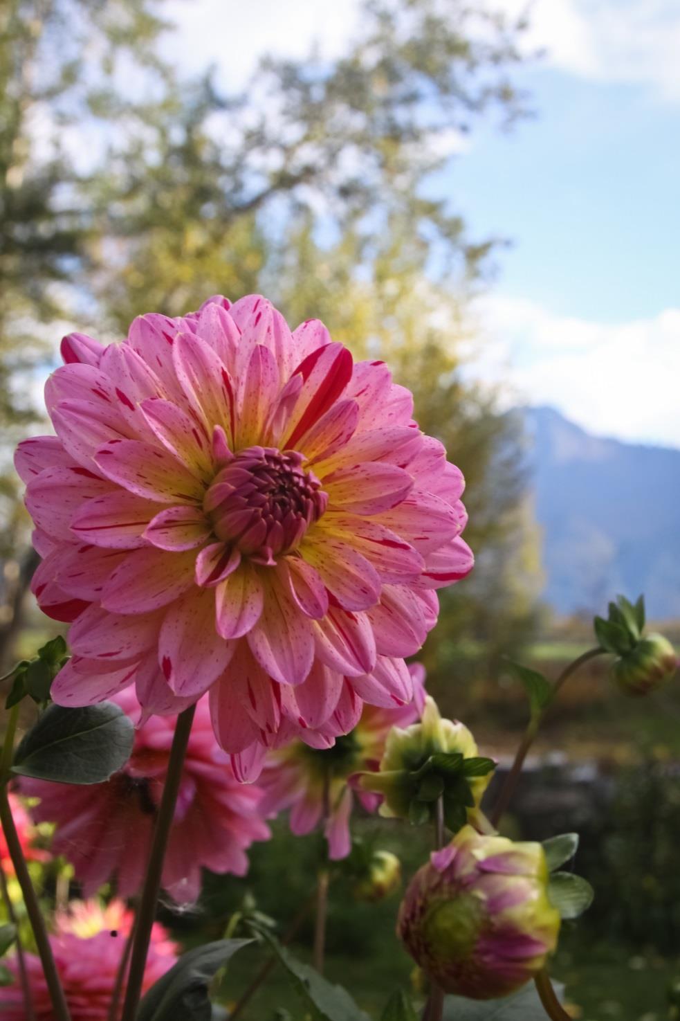 Introduction: Growing dahlia s in Alaska has the challenge of an incredibly short growing season, (only about 90 days give or take) coupled with they don t start blooming until 70 days after planting.