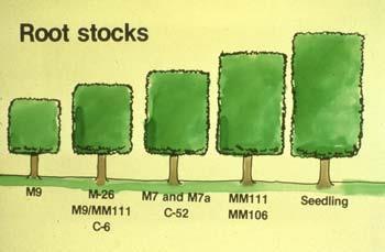 Types of Rootstocks Rootstocks influence: Size of plant